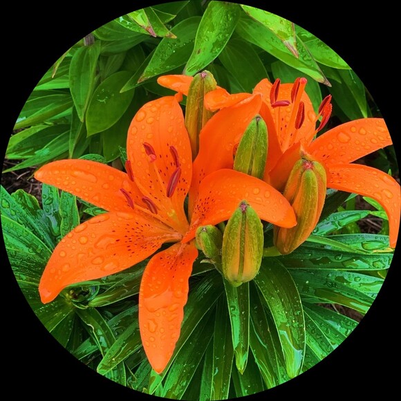 declutteri